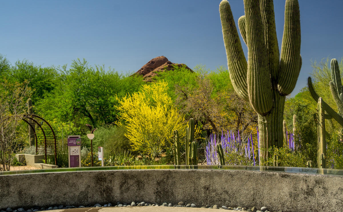 desert botanical garden in pheonix