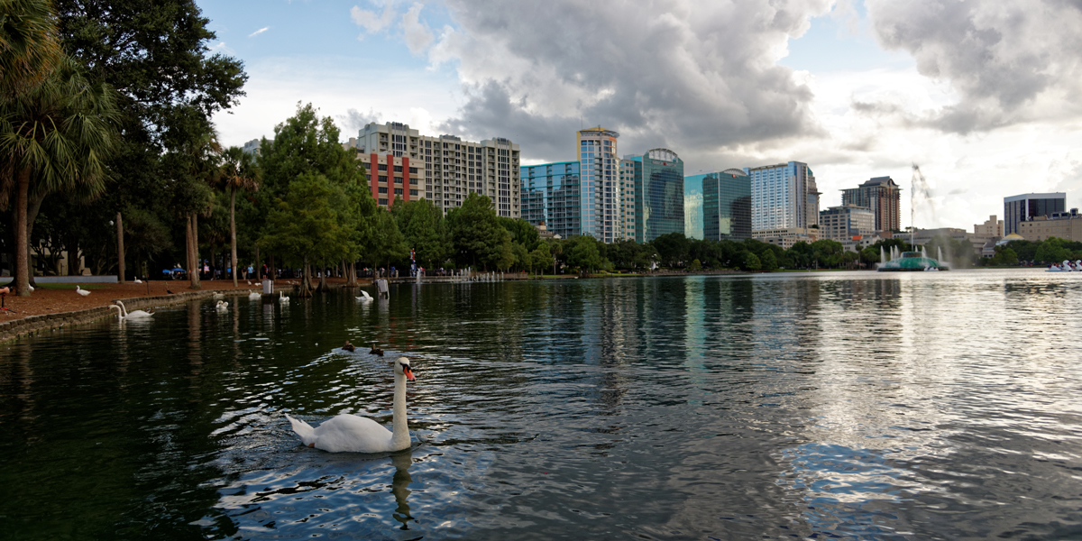 swans at lake eola in orlando fl